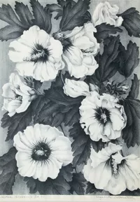 Althea Blossoms - stone lithograph