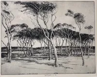 Seaward Pines