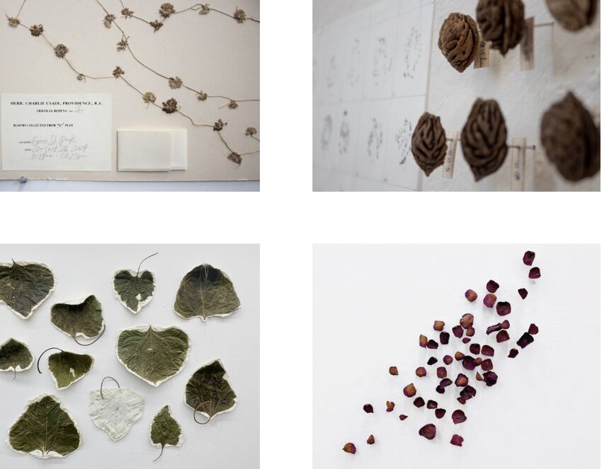 From Field to Frame: The Art of Herbarium Specimens, 18+