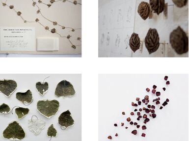 From Field to Frame: The Art of Herbarium Specimens, 18+